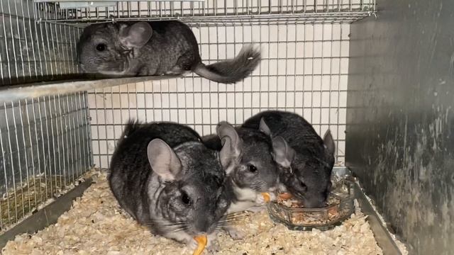 ПЕРСПЕКТИВЫ РАЗВЕДЕНИЯ ШИНШИЛЛ В РОССИИ | ШИНШИЛЛОВАЯ ФЕРМА | ФЕРМА ШИНШИЛЛ смотреть онлайн