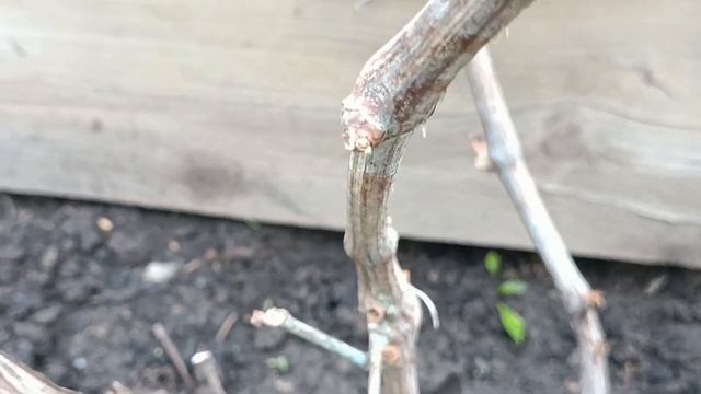 Теплица или открытый грунт?