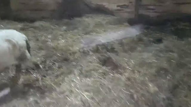🚜завоз сена-часть третья, подстилка обновлена🦾, овцы рады🐑🐏🐑🐏, дорперы бараны🐏, кросы дорпера 🐑🐏😁😁😁