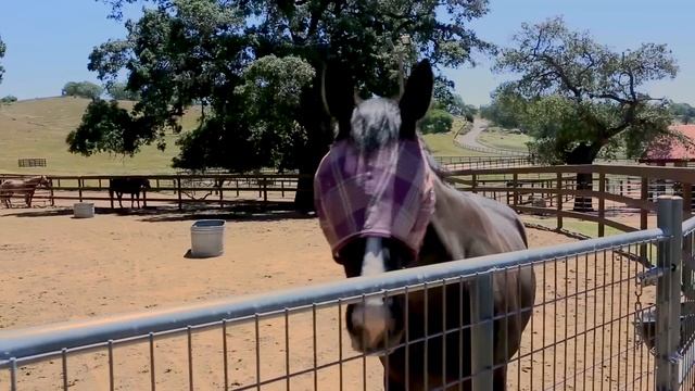 Los Robles Ranch смотреть онлайн