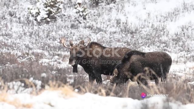 How Moose Have The Most Terrifying Mating Rituals In The Wilderness