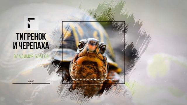 "Тигренок и черепаха". Владимир Благов смотреть онлайн