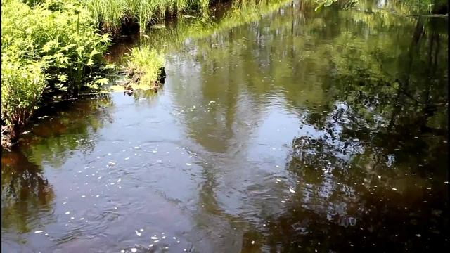 Хор лягушек под управлением соловья смотреть онлайн