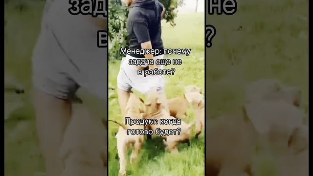 Месяц на задачу и на следующий день...#юмор #итюмор #приколы #щенята