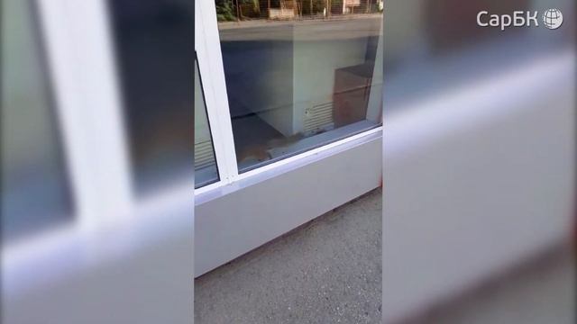 В Саратове белка забралась в магазин мясных полуфабрикатов смотреть онлайн