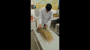 Голозерный ячмень - экономическая эффективность в производстве в пищевых продуктах и для кормов