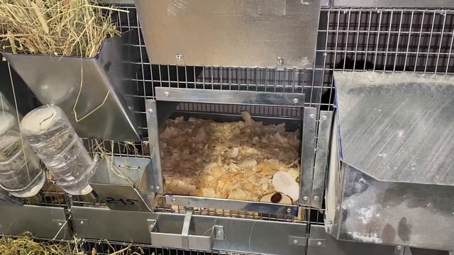 СЕТКА ИЛИ ПОДДОН, ЧТО ЛУЧШЕ? | РАЗВЕДЕНИЕ ШИНШИЛЛ КАК БИЗНЕС смотреть онлайн