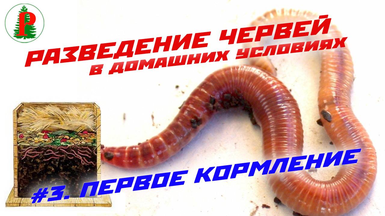 Разведение червей Первое кормление смотреть онлайн