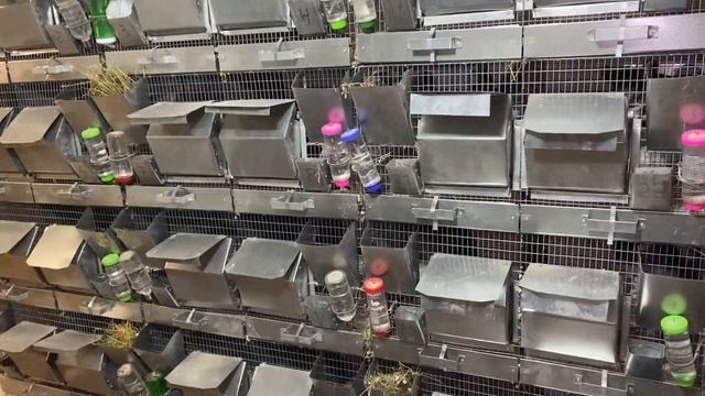 КАК КУПАЮТСЯ ШИНШИЛЛЫ | ШИНШИЛЛОВАЯ ФЕРМА | ФЕРМА ШИНШИЛЛ || ШИНШИЛЛЫ КАК БИЗНЕС смотреть онлайн