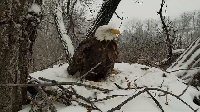 Decorah Eagles 2-20-19, DM2 brings prey, Mom teakettles смотреть онлайн
