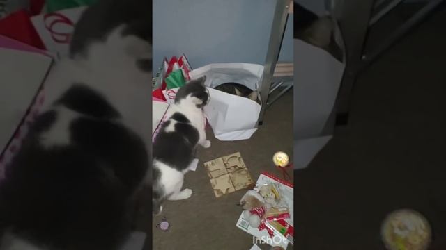 Cat Shenanigans from last Christmas смотреть онлайн