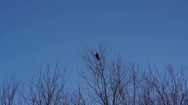 starling song смотреть онлайн