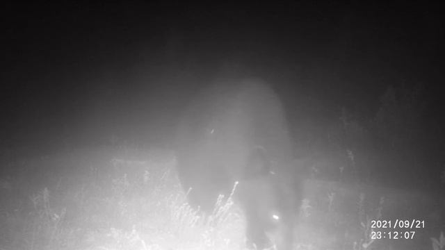 Predator and Prey Animals - Trail Cam Video - Eastern Canada смотреть онлайн
