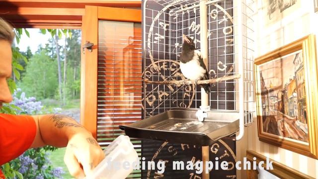 feedidng magpie chick смотреть онлайн