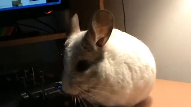 Шиншилла ТВ смотреть онлайн