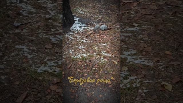 Кормим белочек 🐿️ смотреть онлайн