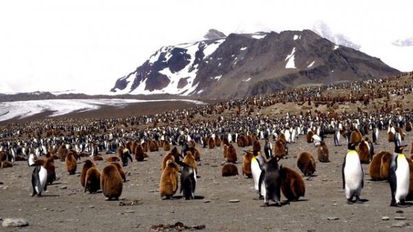 Let's Explore the Wonderful World of Penguins ||Facts about Penguins||  Penguin Bird for Kid's