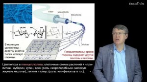 Дубынин В.А. - 100 часов школьной биологии - 2.2. Углеводы: от глюкозы к моносахарида м