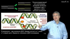 Дубынин В.А. - 100 часов школьной биологии - 2.5. Нуклеотиды, ДНК, репликация.