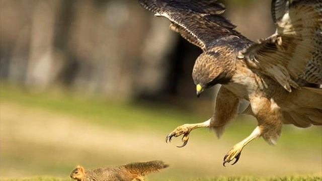 Birds of Prey (Original Composition) смотреть онлайн