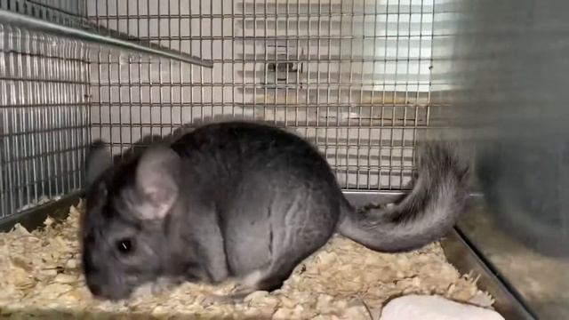 МОЯ ОШИБКА, НЕ СОВЕРШАЙТЕ ЕЁ | ШИНШИЛЛОВАЯ ФЕРМА | ФЕРМА ШИНШИЛЛ смотреть онлайн