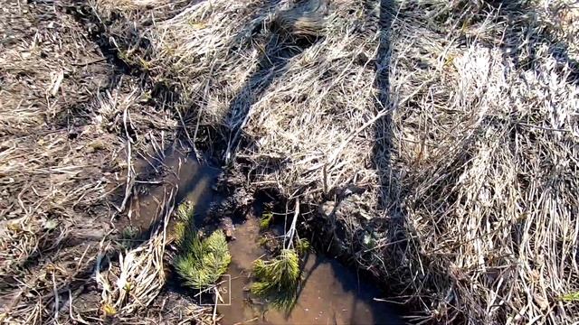 Тюльмень смотреть онлайн