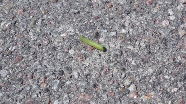 green caterpillar смотреть онлайн