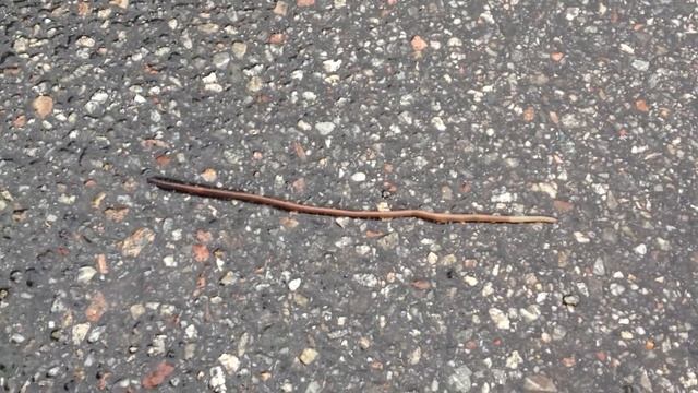 worm crossing the road смотреть онлайн