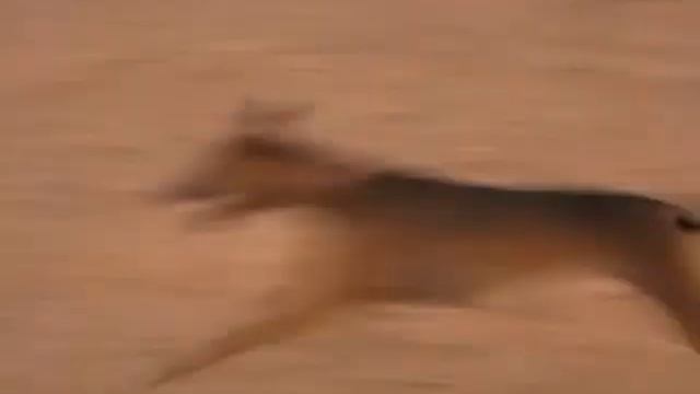 SALUKI DESERT 1 смотреть онлайн