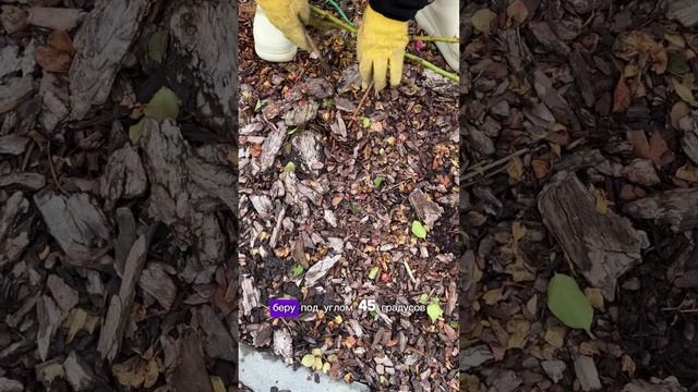 ГЕНИАЛЬНЫЙ СПОСОБ УКРЫТИЯ РОЗ! смотреть онлайн