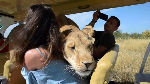 Лола и Марсель радостно встречают гостей ! смотреть онлайн