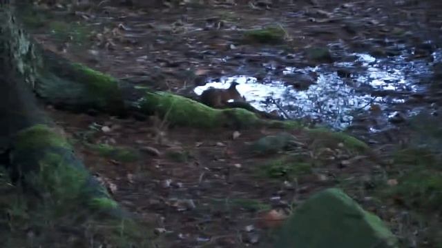 watering squirrel смотреть онлайн