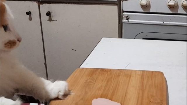 Кот Лучик режет Колбасу! Кулинарные шалости! смотреть онлайн