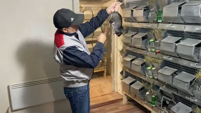 МОИ ШИНШИЛЛЫ | ШИНШИЛЛОВАЯ ФЕРМА | ФЕРМА ШИНШИЛЛ смотреть онлайн