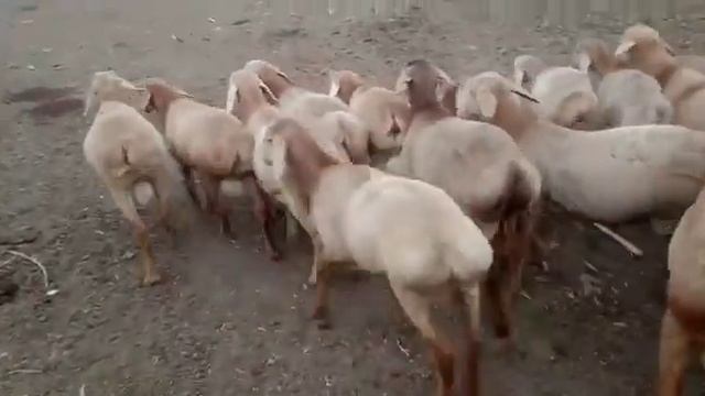 Линия Аюп козу кочкорлор дареги Чуй Кемин Баасы 20 000 ден Тел: 0702121344 смотреть онлайн