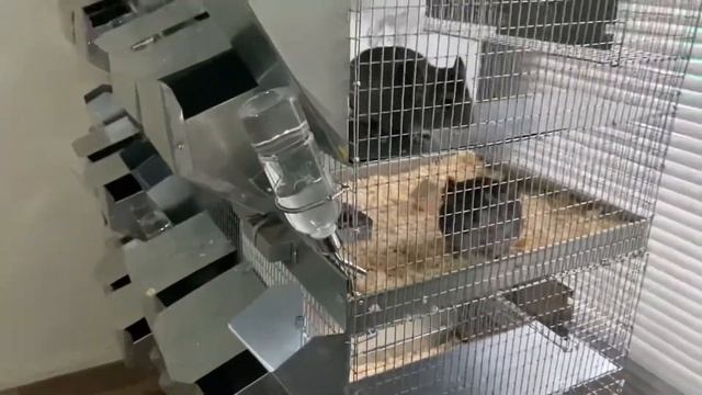 ОТСАДКА МОЛОДНЯКА НА ФЕРМЕ ШИНШИЛЛ | ФЕРМА ШИНШИЛЛ | ШИНШИЛЛОВАЯ ФЕРМА смотреть онлайн