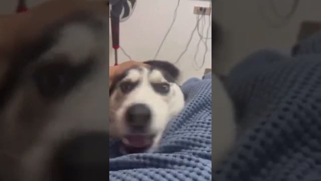 VID-20241030-WA0023.mp4 смотреть онлайн