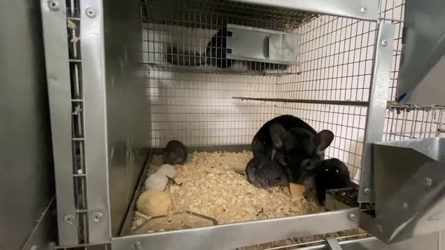 10 ОШИБОК ШИНШИЛЛОВОДОВ | ФЕРМА ШИНШИЛЛ | ШИНШИЛЛОВАЯ ФЕРМА смотреть онлайн