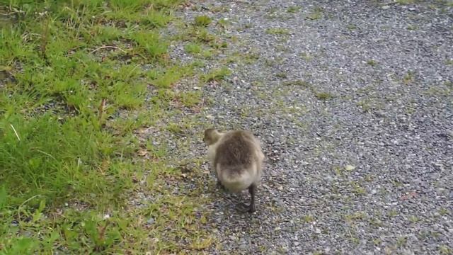 geese смотреть онлайн