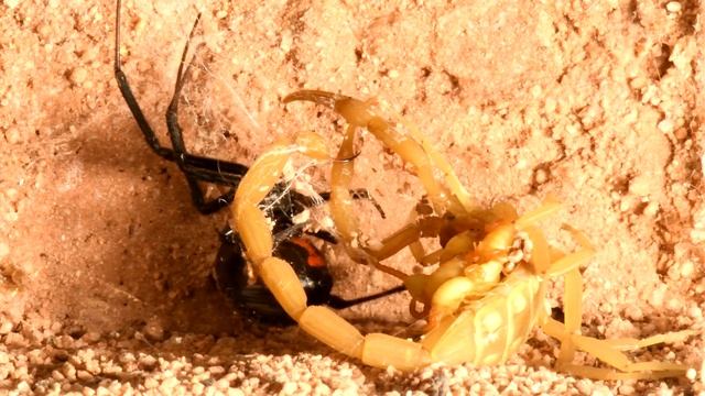 Black Widow Captures Scorpion and Babies for Prey (may be disturbing to some viewers) смотреть онлайн