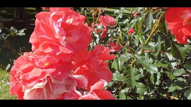 Enjoyed Roses During Last Spring Sept 2020 смотреть онлайн