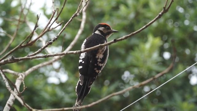 nestling of Spotted Woodpecker 7 смотреть онлайн