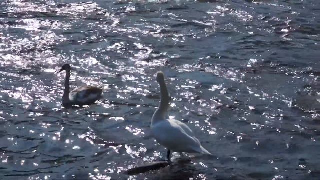 swans смотреть онлайн