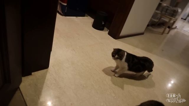 搞威貓撬窗逃跑第22天：早知道就不貪吃了 ！｜李喜猫 смотреть онлайн