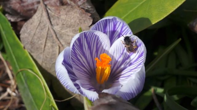first day of spring смотреть онлайн