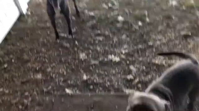 Explanation of Zeus’ prey drive towards dogs смотреть онлайн