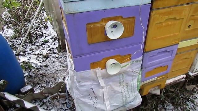 пчеловодство на ячейке 4,9 мм - часть 36, зимовка пчел в улье с открытым сетчатым дном 19.11.2023 смотреть онлайн