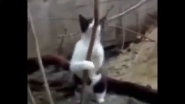 Каты после валерианки смотреть онлайн