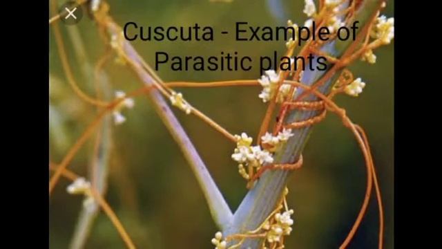 Science Topic | Nutrition In Plants Chapter | Whole Lesson Nicely Explained | By Palak Chandak .