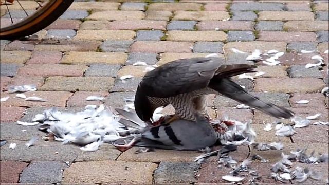 Bird of Prey eating dove in German city (yummy intestines) смотреть онлайн